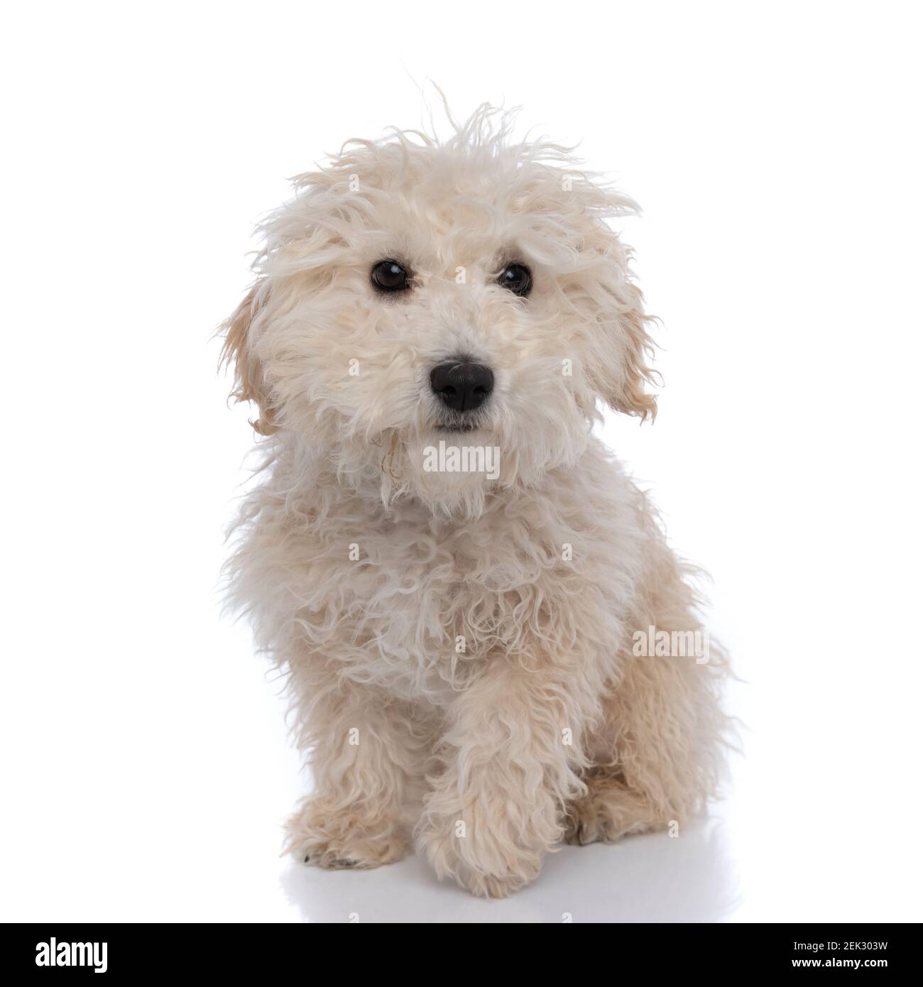 Caniche Dog High Resolution Stock Photography And Images Alamy