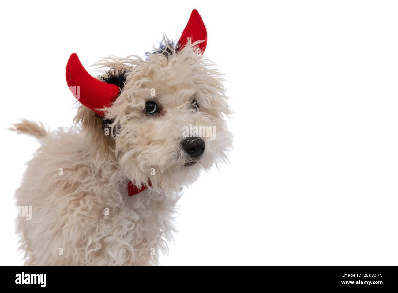 cute caniche dog wearing devil horns with bowtie and looking at the camera against white