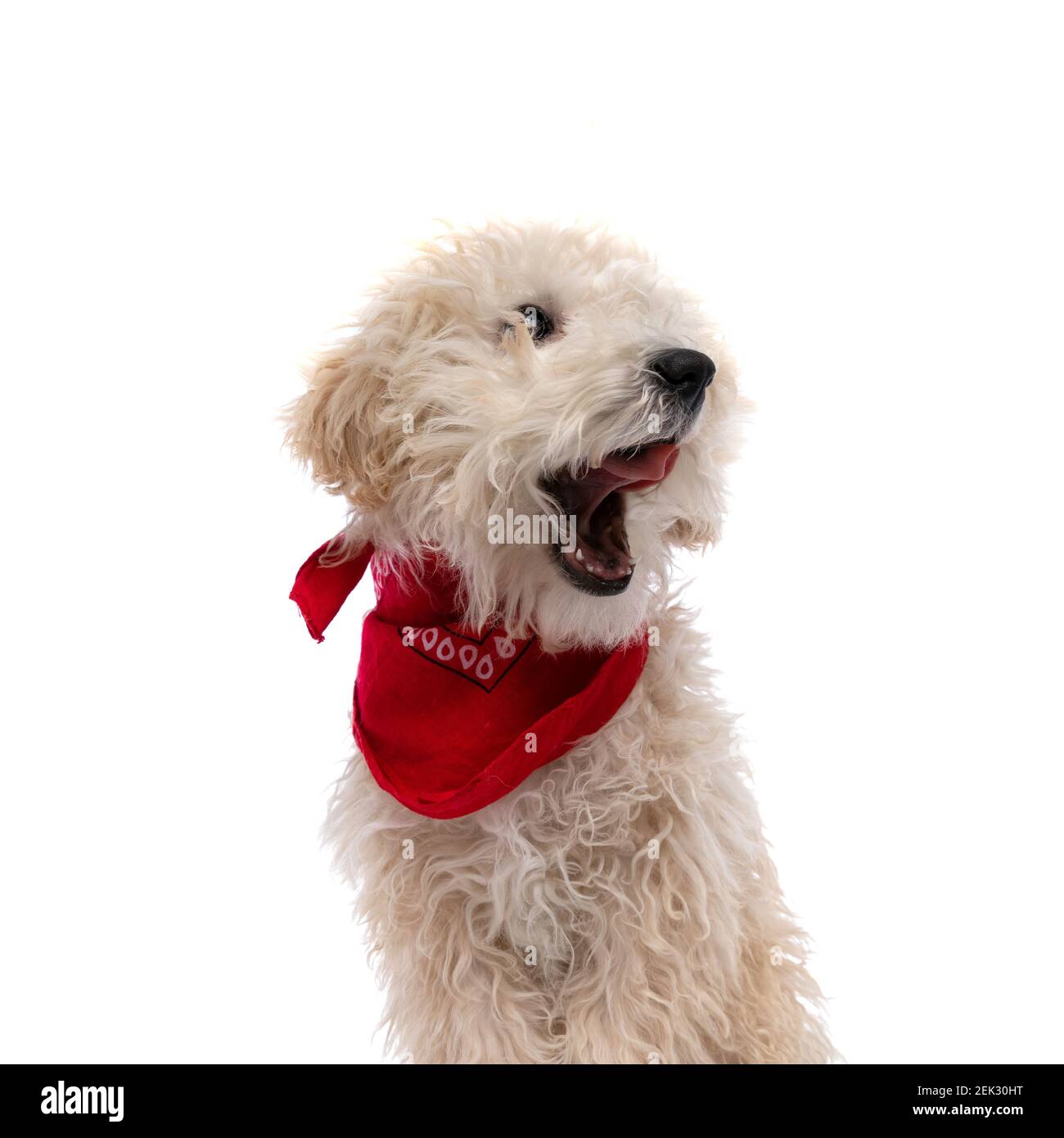 caniche puppy dog sticking out tongue and wearing a red bandana against