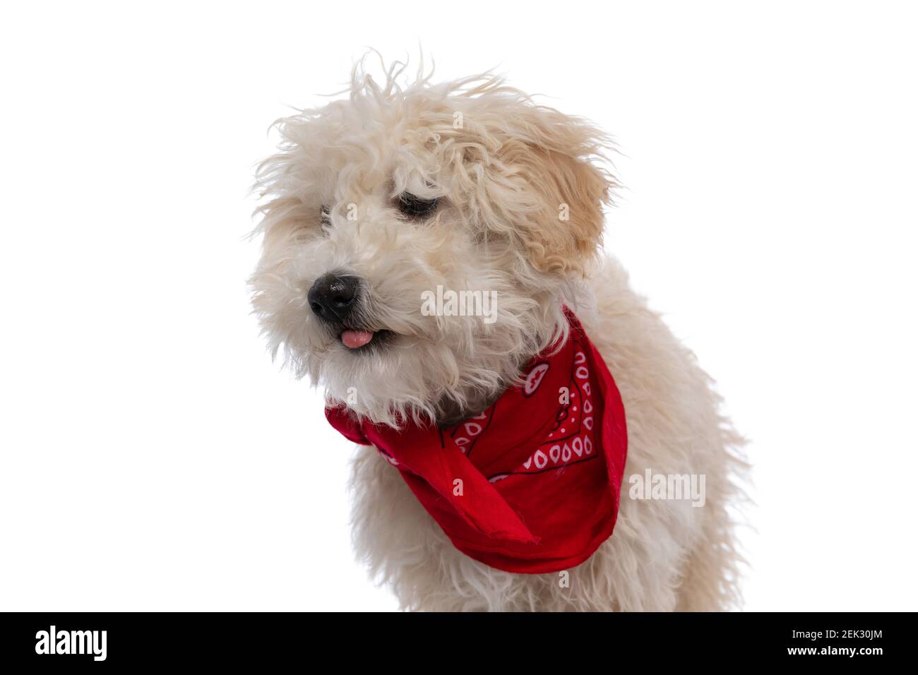 little caniche dog sticking his tongue out and wearing a red bandana