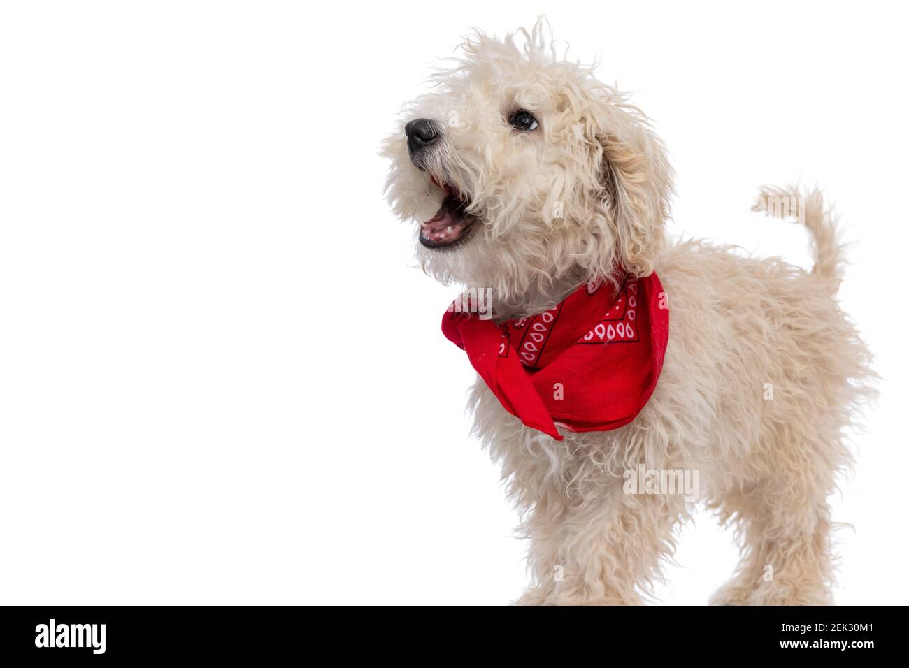side view of a cute caniche dog barking and wearing a red bandana ...