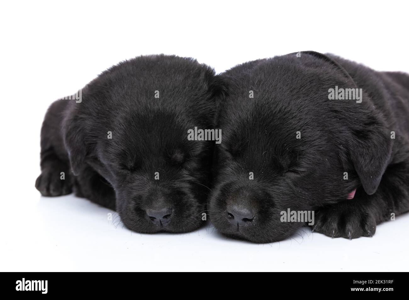 lovely group of two little labrador retriever puppies napping together and laying down isolated on white background in studio Stock Photo