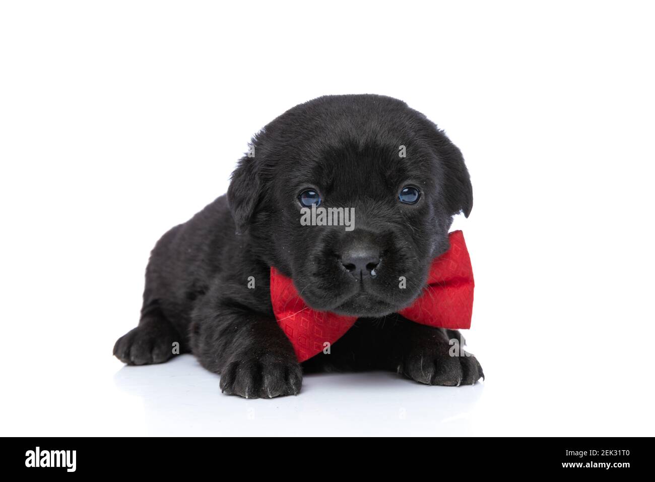 sweet elegant labrador retriever puppy wearing red bowtie and laying ...