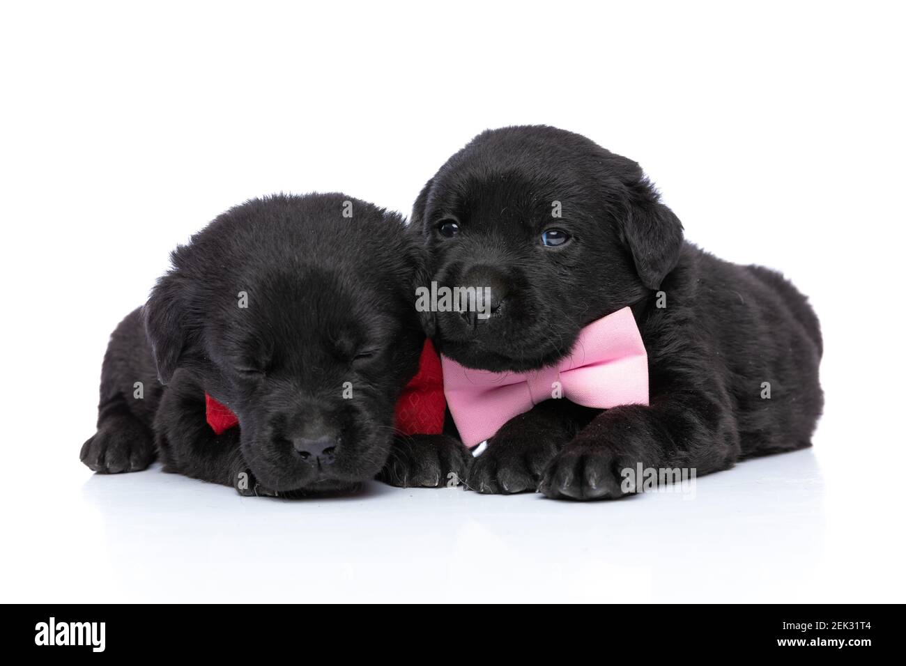 adorable loving couple of labrador retriever puppies wearing pink and ...