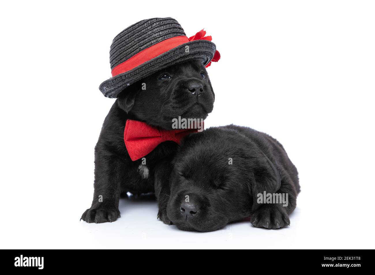 elegant little labrador retriever puppy looking up, wearing hat and red ...