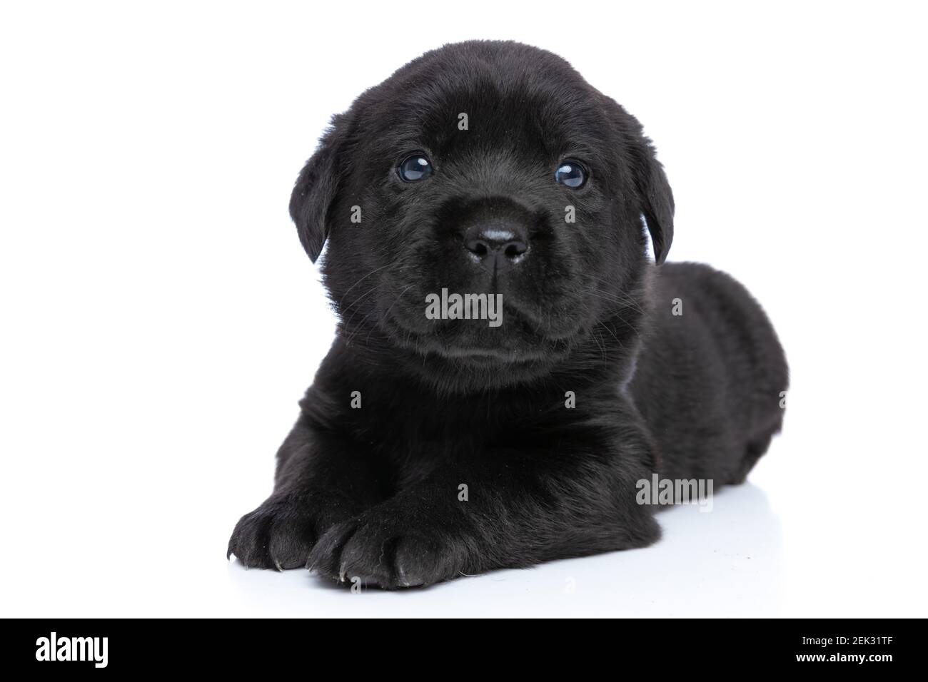 curious small labrador retriever puppy laying down, looking up and ...