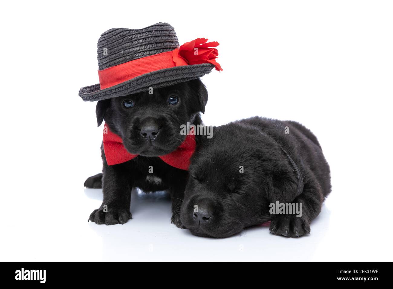 super cute and elegant labrador retriever puppy with hat and red bowtie ...