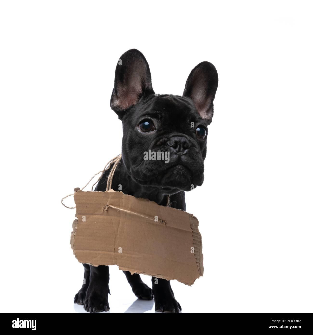 adorable homeless french bulldog puppy with adoption board around, sending a message and looking up while walking isolated on white background in stud Stock Photo
