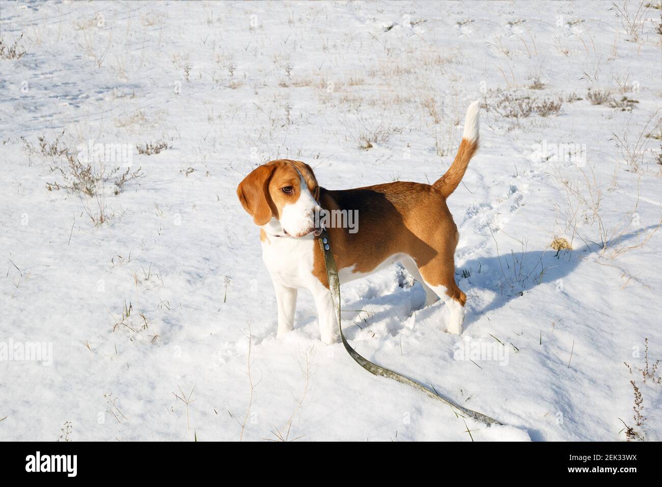 Beagle puppy walks in snow hi-res stock photography and images - Alamy