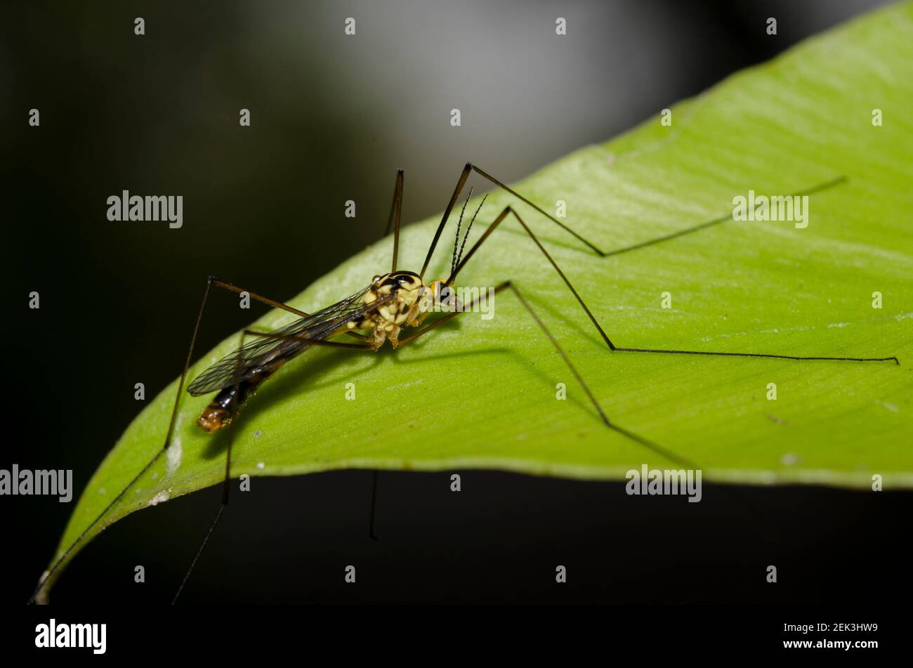 Crane Fly, Tipulidae Family, on leaf, Klungkung, Bali, Indonesia Stock Photo