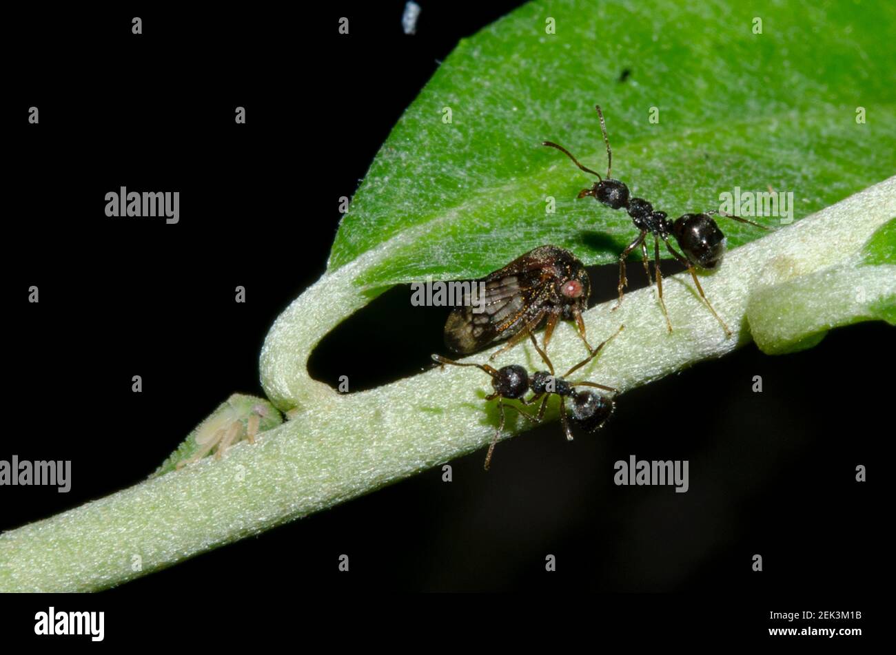 Adult and nymph Treehoppers, Membracidae Family, with Black Weaver Ants, Polyrhachis sp, on stem, Klungkung, Bali, Indonesia Stock Photo