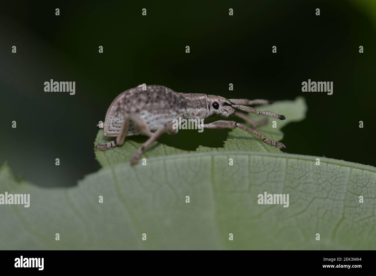Weevil, Curculionoidea Family, feeding on leaf, Klungkung, Bali, Indonesia Stock Photo