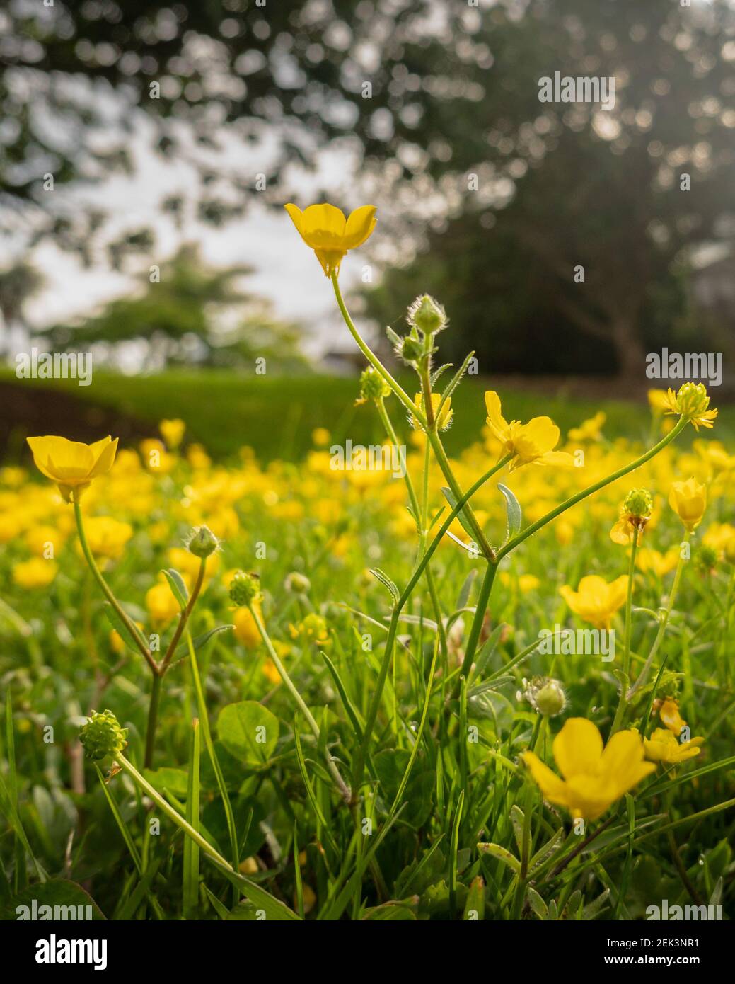 Green grass lawn wild flowers hi-res stock photography and images - Alamy