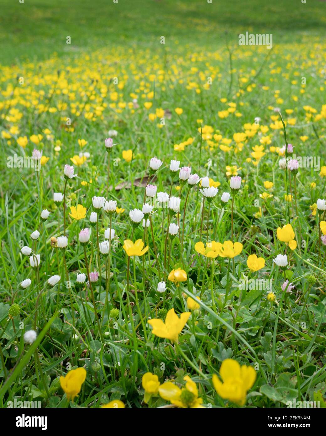 Green Grass Lawn Wild Flowers High Resolution Stock Photography and ...