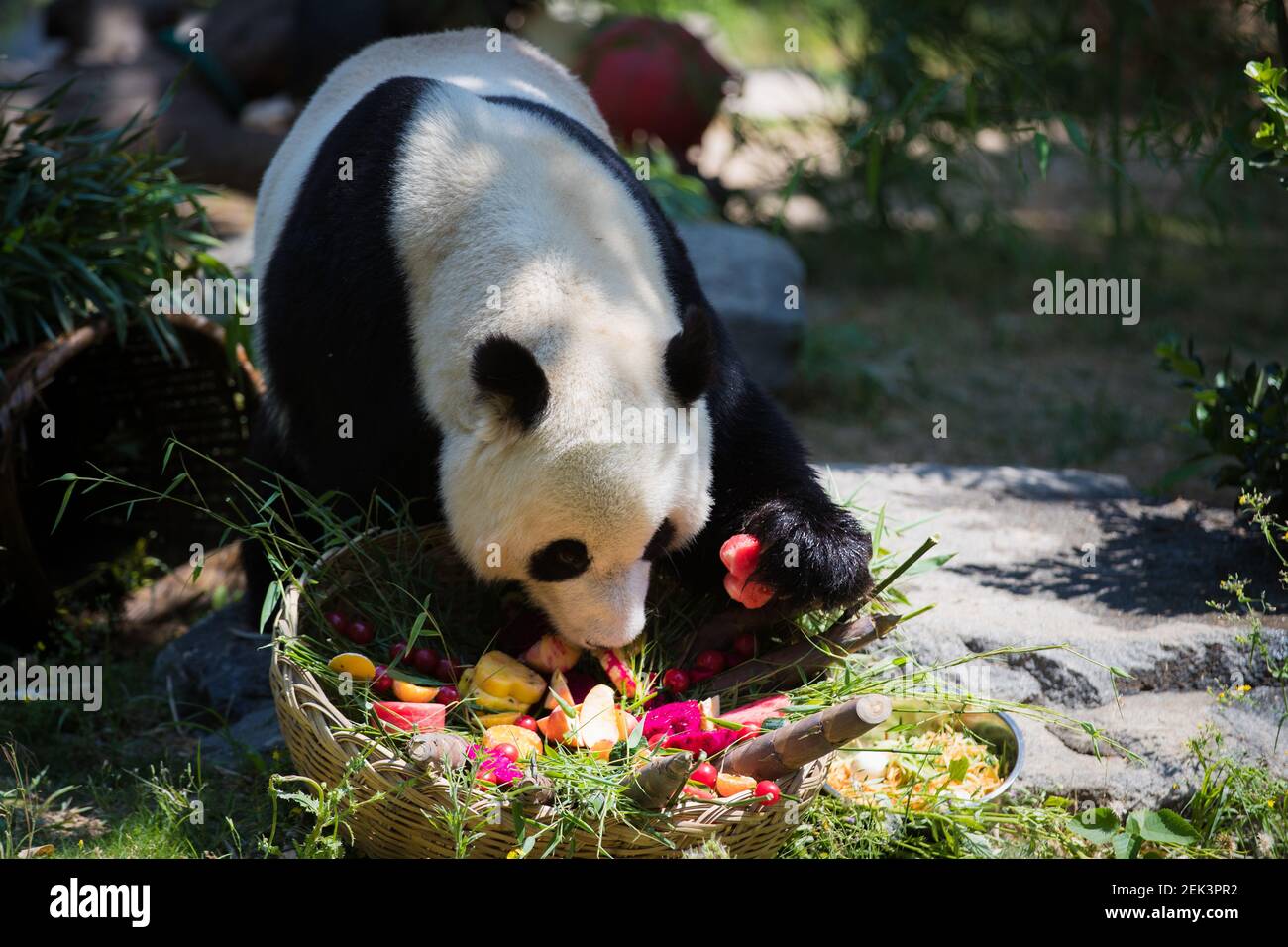 Panda Yaji is eating fruit prepared for his 6th birthday in Jinan Zoo in  Jinan city, east China's Shandong province, 26 May 2020. Jinan Zoo staff  made a fruit platter and a