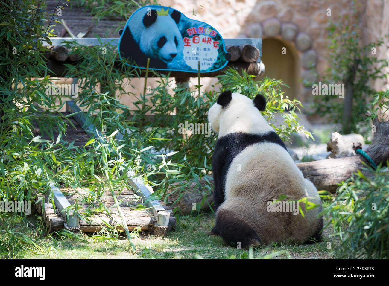 Panda Yaji looks at a birthday card prepared for his 6th birthday in Jinan  Zoo in Jinan city, east China's Shandong province, 26 May 2020. Jinan Zoo  staff made a fruit platter
