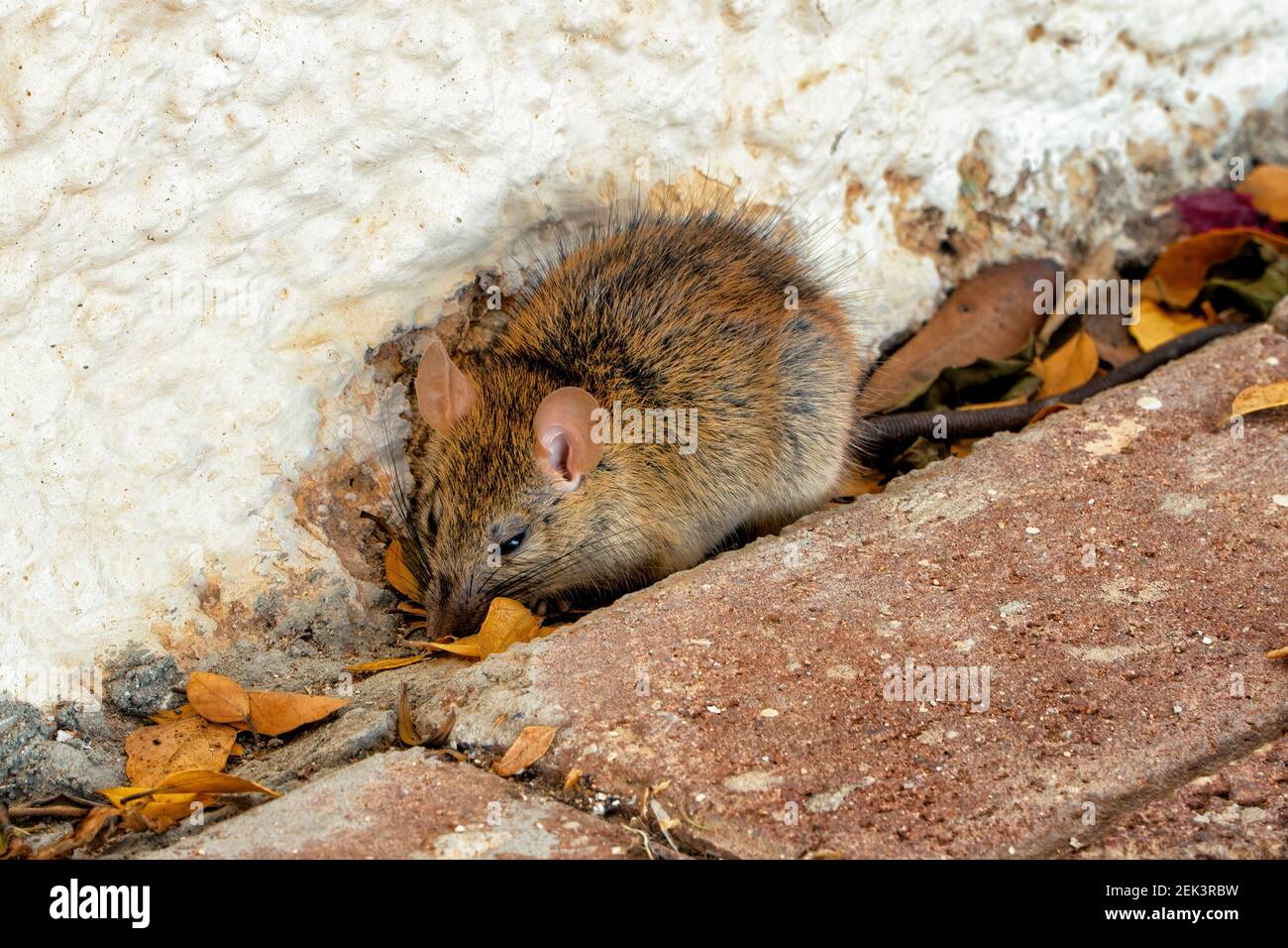 A small domestic rat takes refuge among the leaves waiting for the winter lethargy. Perfect shot for the countryside, animal kingdom and education. Stock Photo