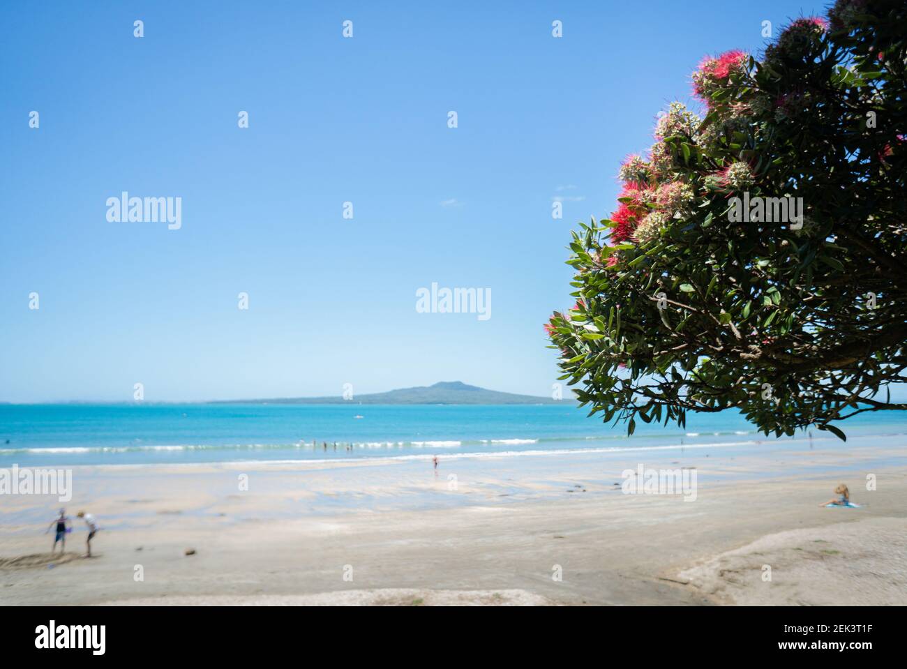 Pohutukawa tree which is also called New Zealand Christmas tree in full bloom at Takapuna beach, with blurred Rangitoto Island in the distance and peo Stock Photo