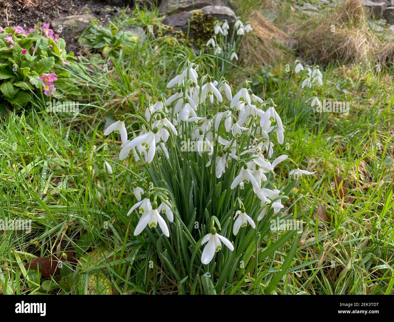 Long Arching Stem High Resolution Stock Photography and Images - Alamy