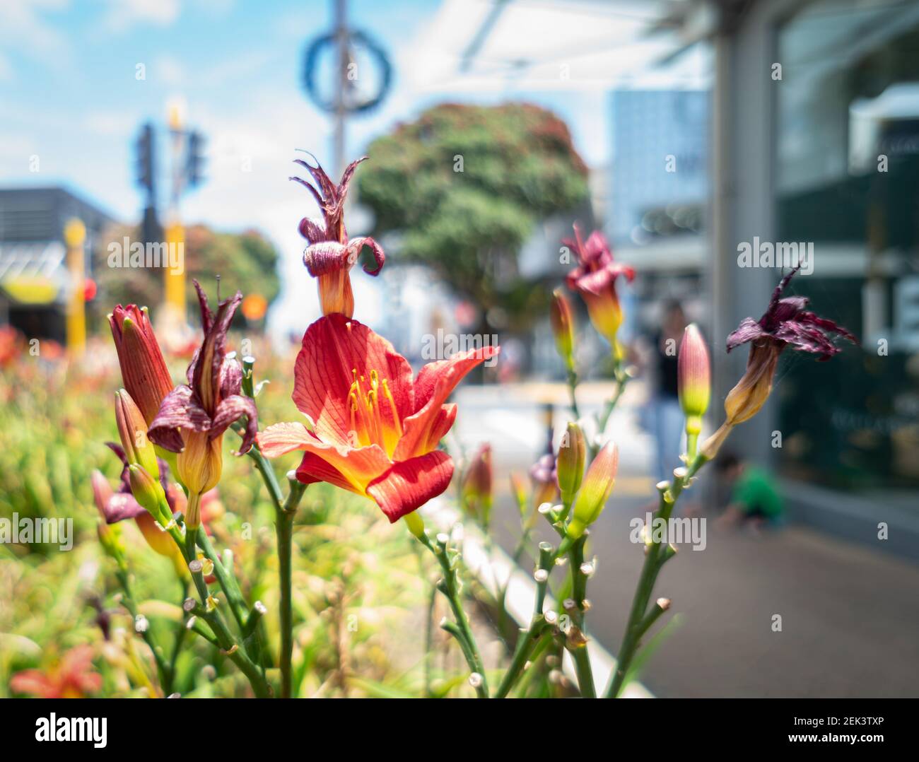 Sunny summer day at Takapuna, Auckland. Flowers blooming along the pedestrian path and out of focus Pohutukawa trees with red flowers. Stock Photo