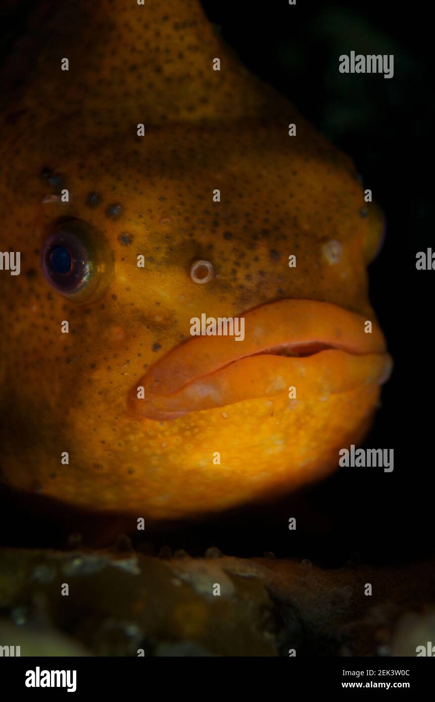 Vertical closeup shot of a Cyclopterus Lumpus captured underwater in Norway Stock Photo
