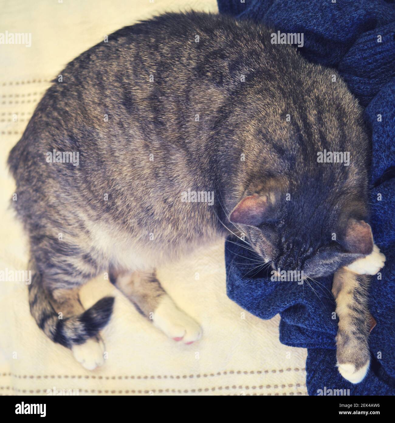Gray cat sleeps on a man clothes, a blue knitted sweater on the bed