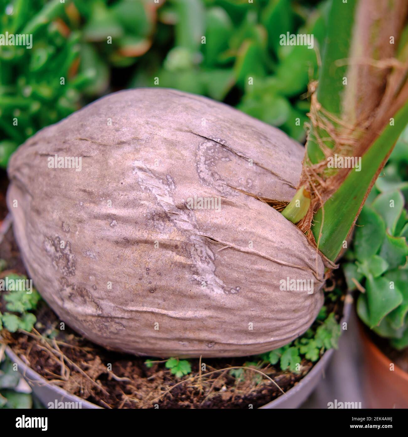 Palm tree growing from a coconut in the store for home gardening Stock