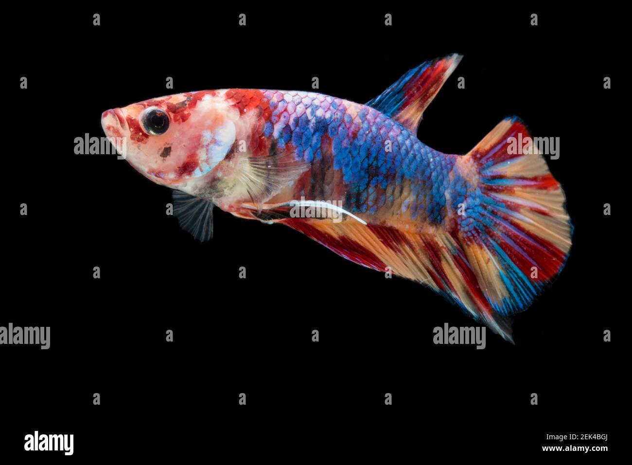 Fancy sale betta fish