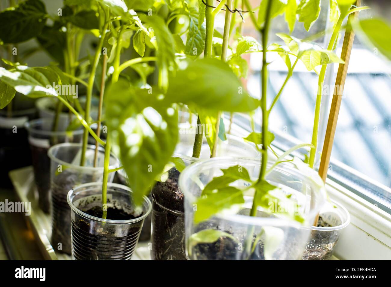 Seedlings of pepper on window sill under bright sunlight through frame ...