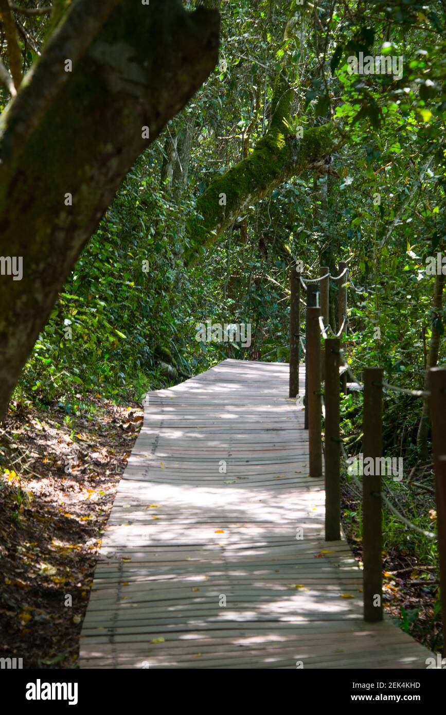 Footpath in Garden Route National Park, Tsitsikamma Section, near ...