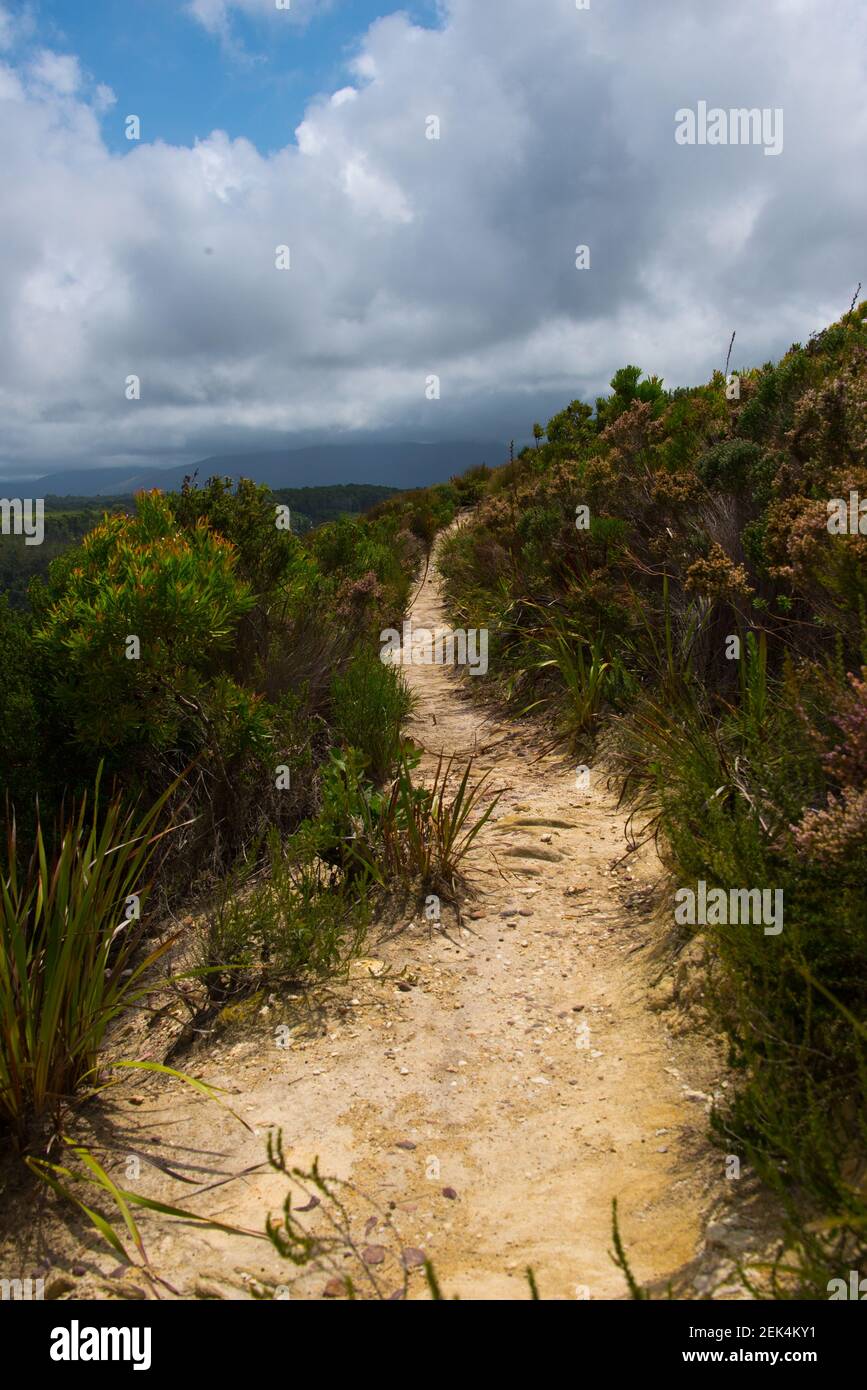 Footpath in Garden Route National Park, Tsitsikamma Section, near Storms River, Eastern Cape, South Africa Stock Photo