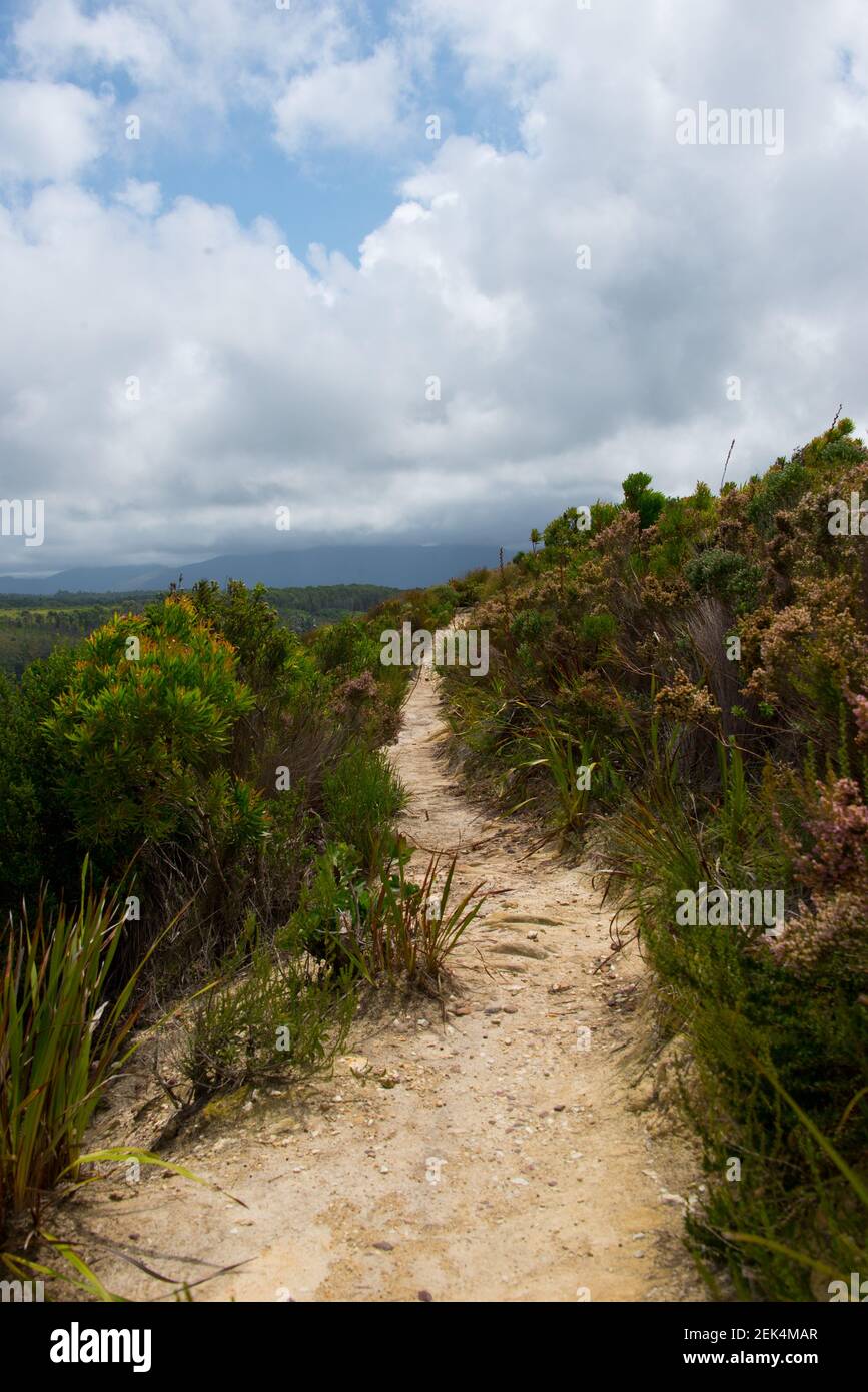 Footpath in Garden Route National Park, Tsitsikamma Section, near ...