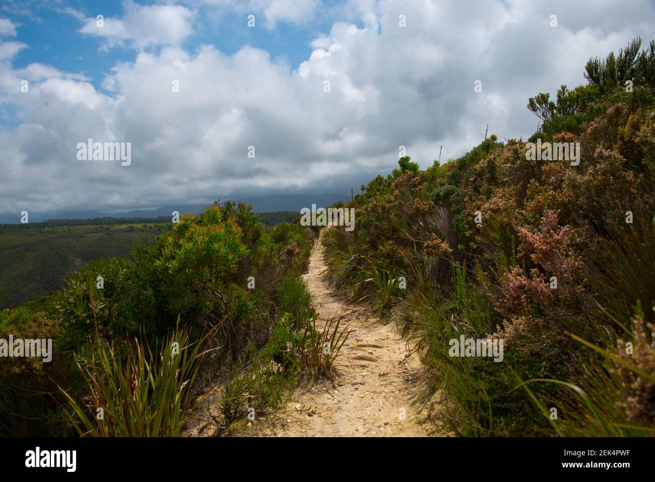 Footpath in Garden Route National Park, Tsitsikamma Section, near Storms River, Eastern Cape, South Africa Stock Photo