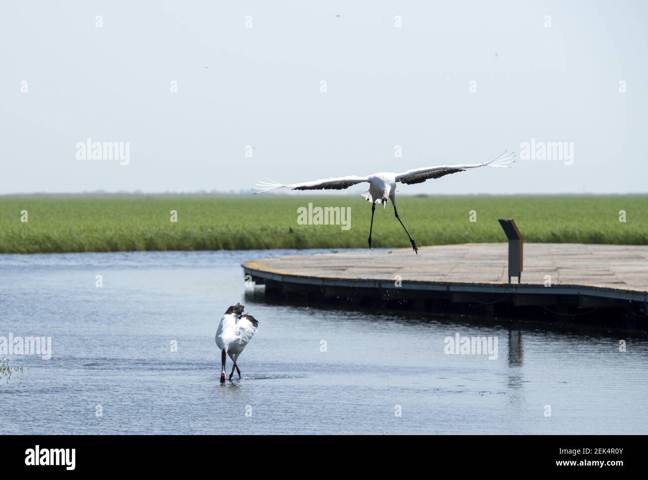 Heilongjiang,CHINAThe wetland in Zhalong National Nature Reserve in