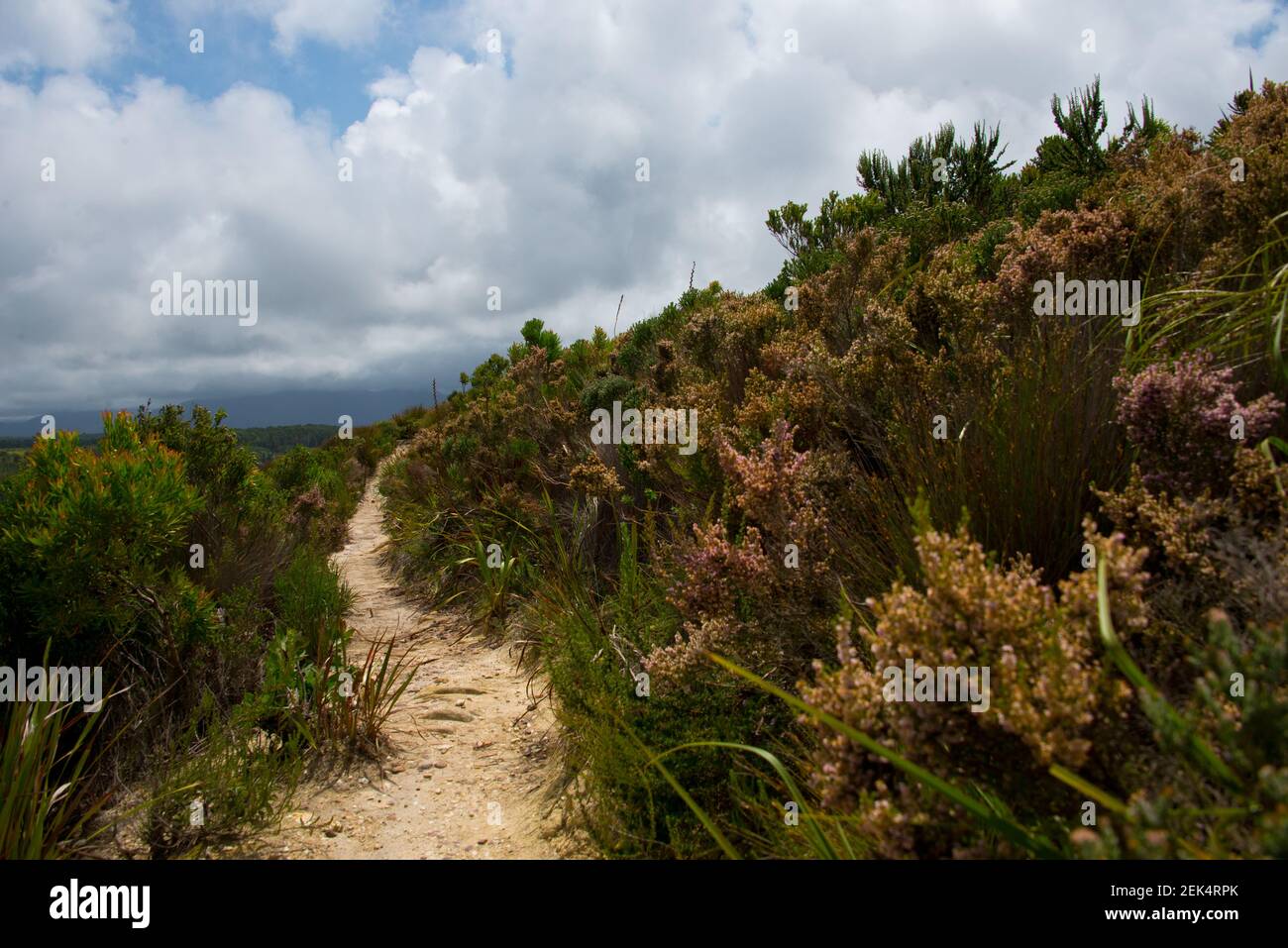 Footpath in Garden Route National Park, Tsitsikamma Section, near ...