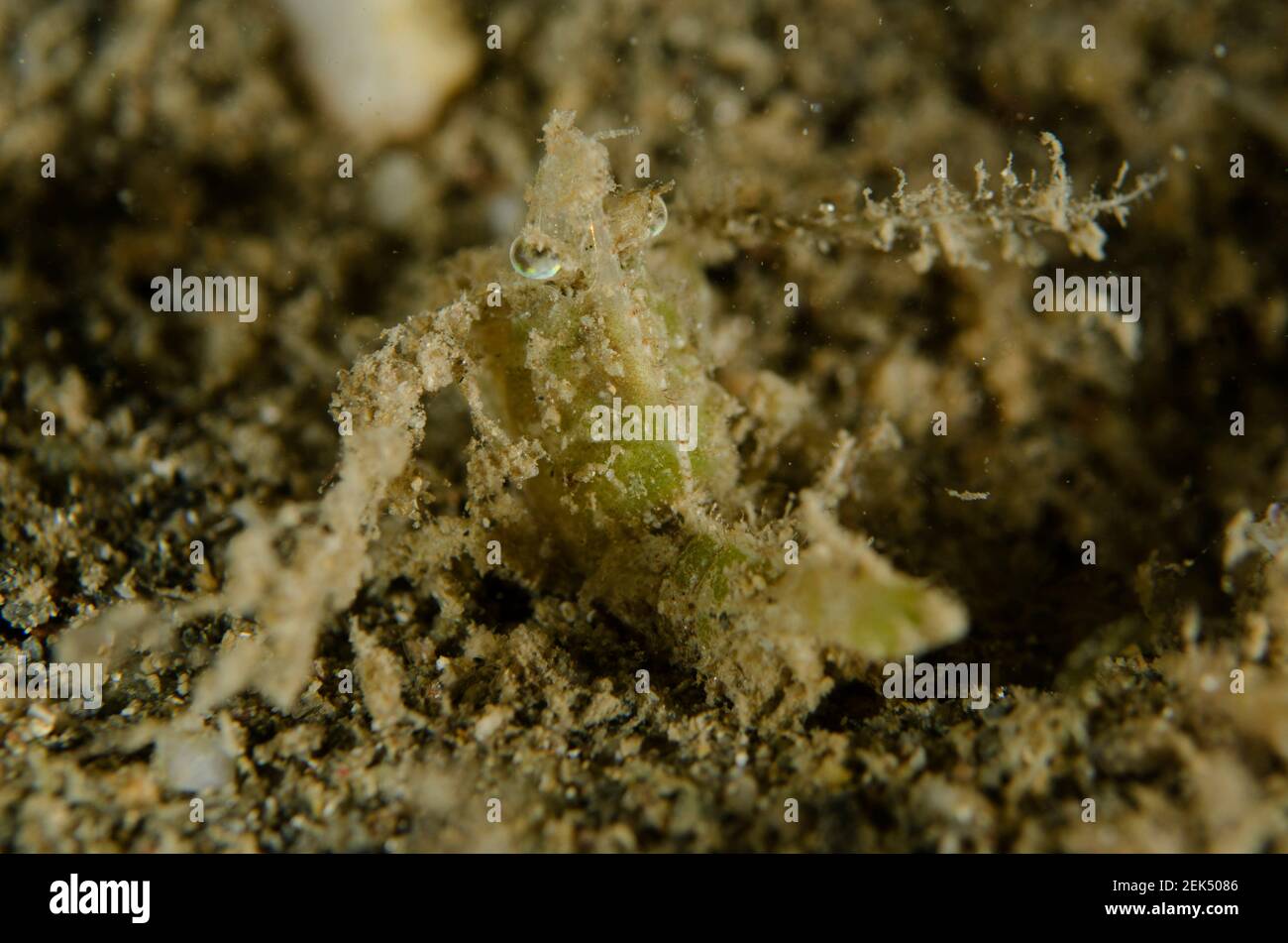 Knight Rock Shrimp, Sicyonia lancifer, camouflaged on sand, Night dive, Dili Rock East dive site, Dili, East Timor Stock Photo