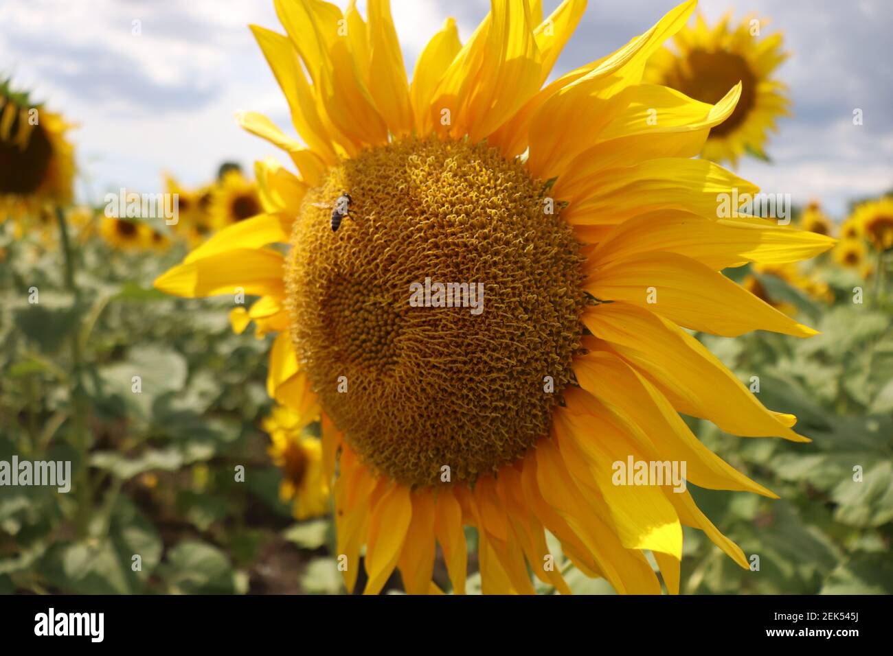 Flowering Yellow Sunflowers On A Sunny Day Stock Photo Alamy flowering-yellow-sunflowers-on-a-sunny-day-stock-photo-alamy