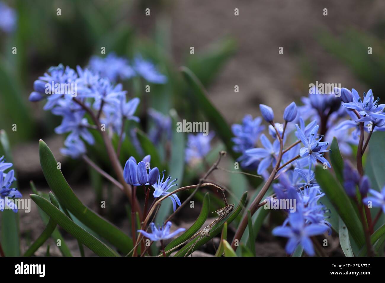 beautiful little blue flowers in spring in the forest Stock Photo - Alamy