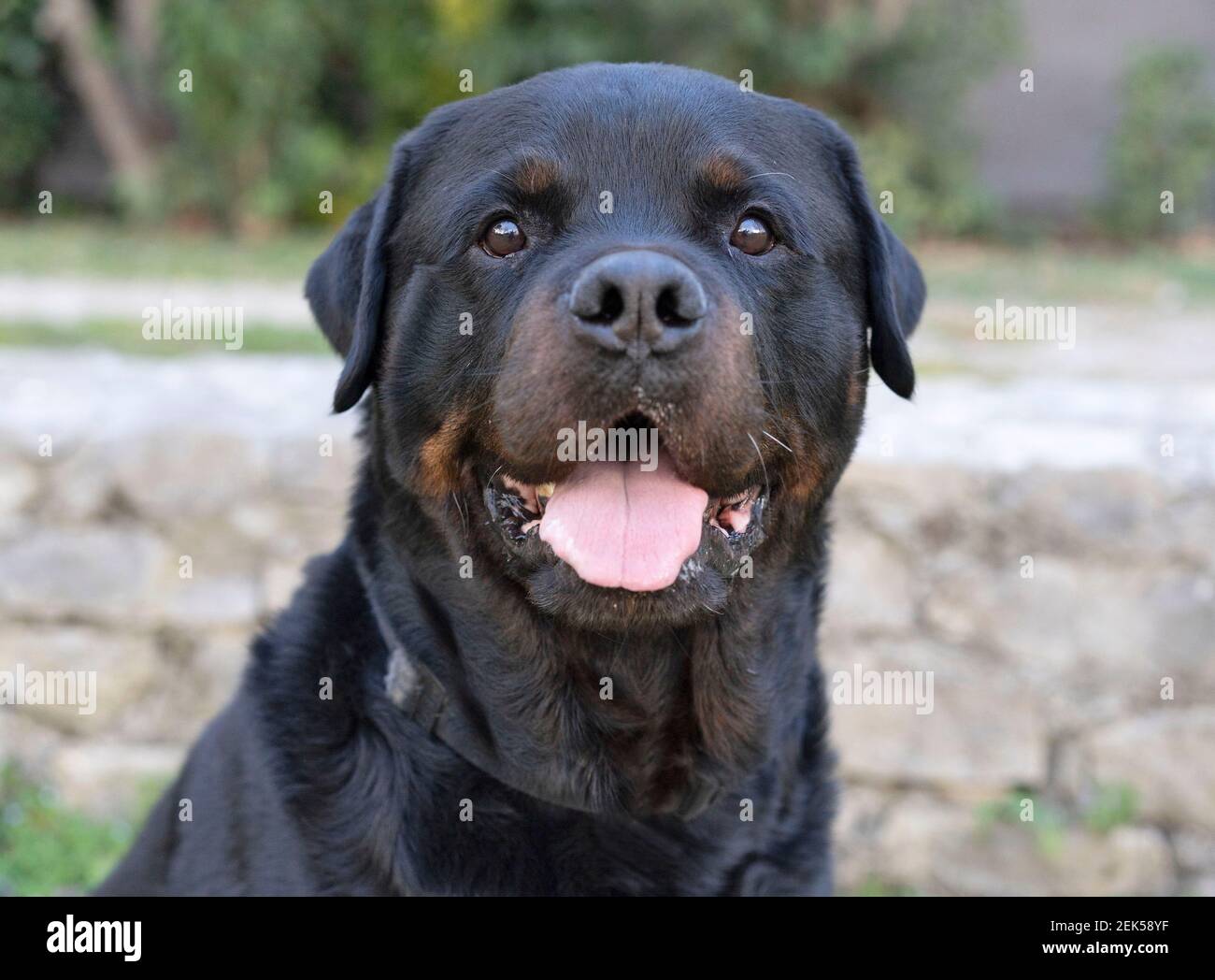 Authentic Rottweiler portrait of a purebred rottweiler in a garden Stock Photo - Alamy