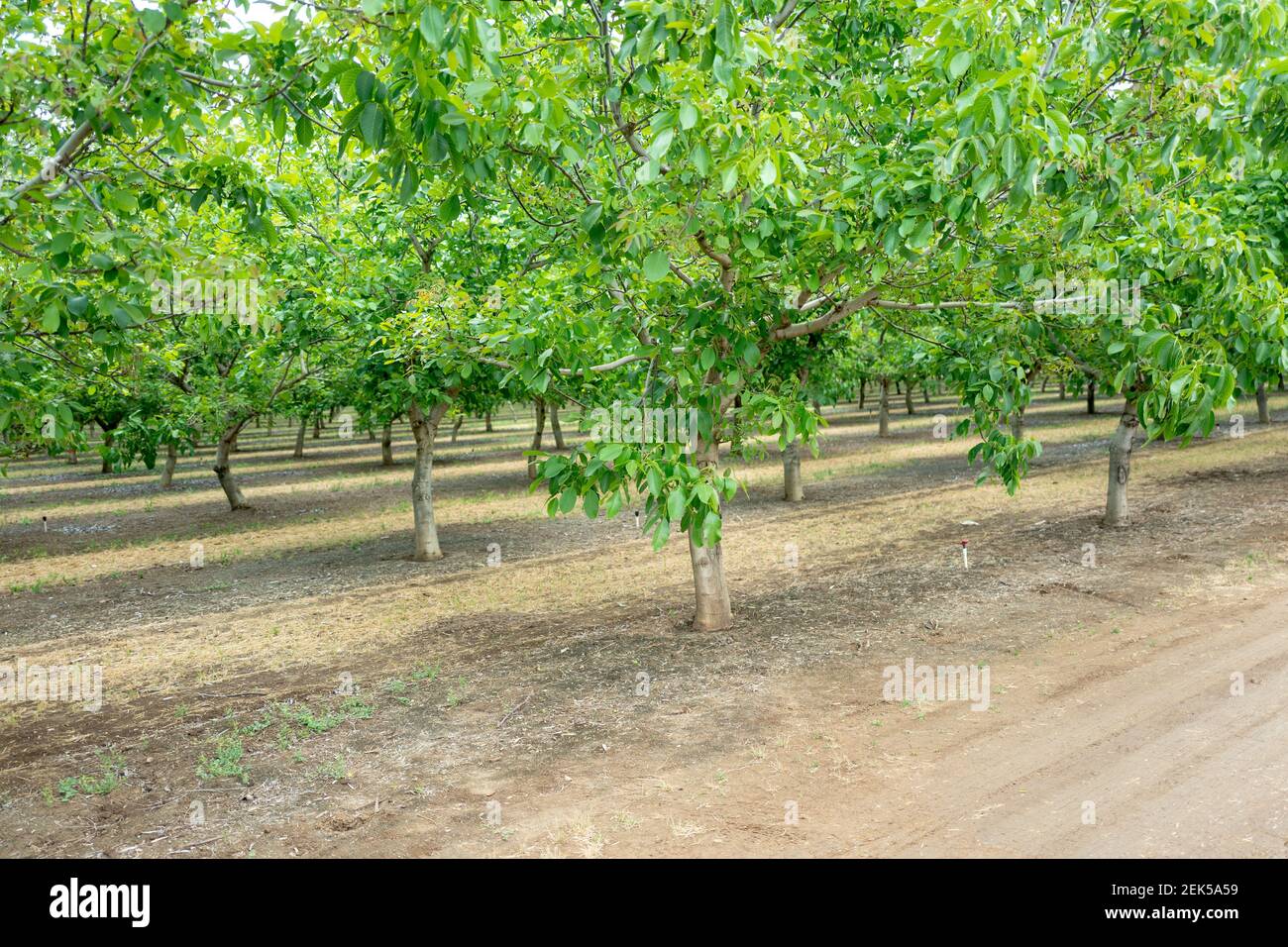 Rows of cherry trees are visible during harvest season at a cherry farm in Brentwood, California
