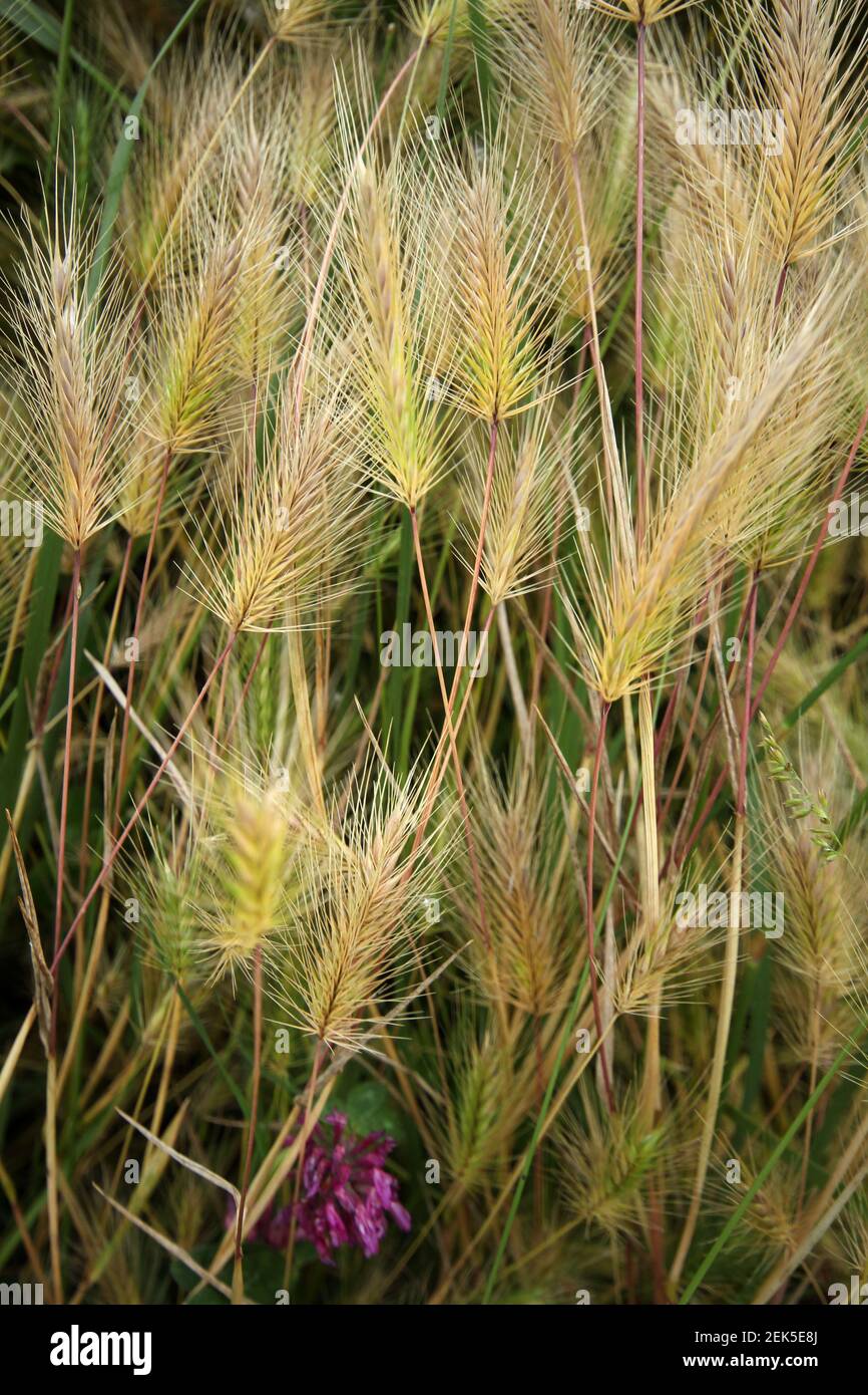Foxtail is a wild barley plant. Stock Photo