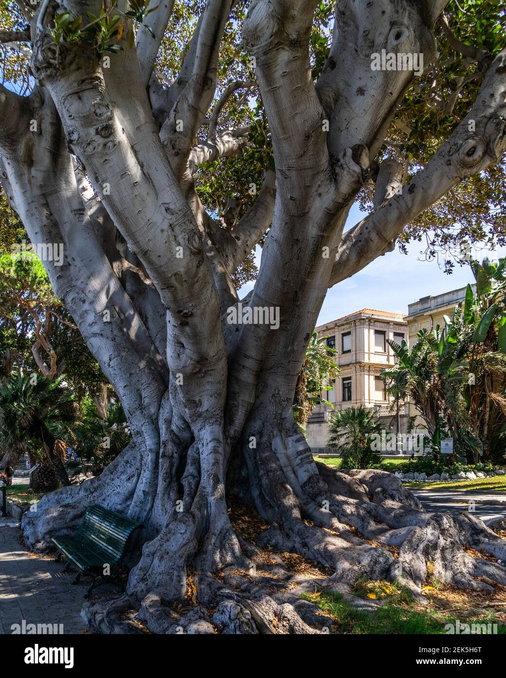 Calabria Tree Old trees on Reggio Calabria waterfront, Calabria, Italy Stock Photo ...