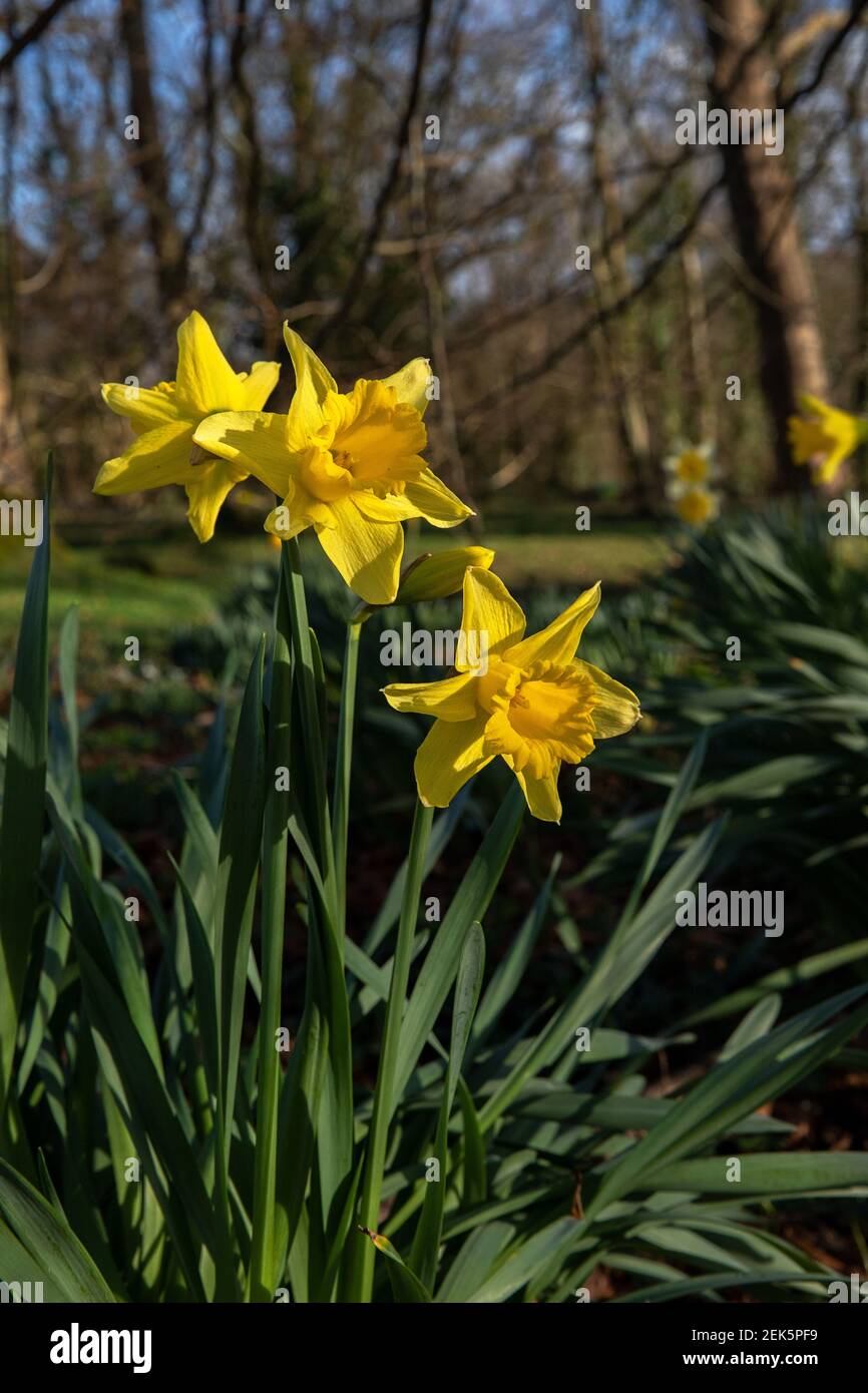 Daffodils in sunshine with woodland background Stock Photo - Alamy