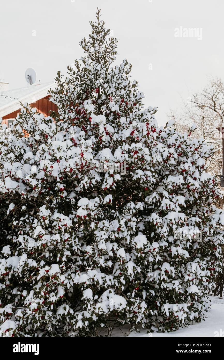 Holly bush in winter , snow covered with red fruits Stock Photo Alamy