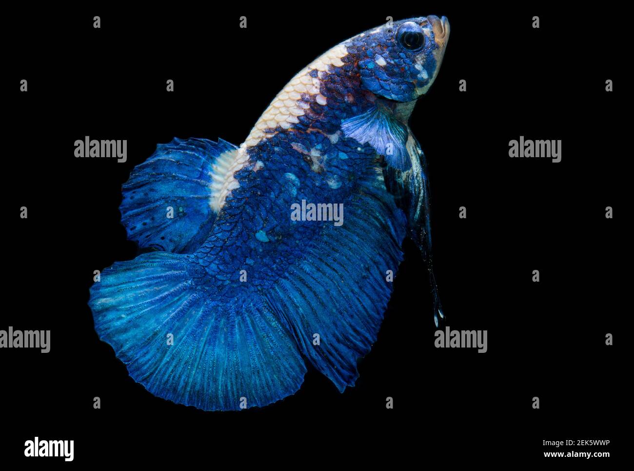 Close up of colorful Betta fish. Beautiful Siamese fighting fish, Fancy ...