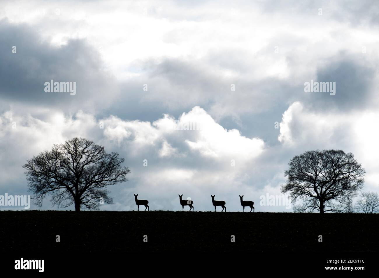 Four deer in natural synchronisation between two trees Stock Photo