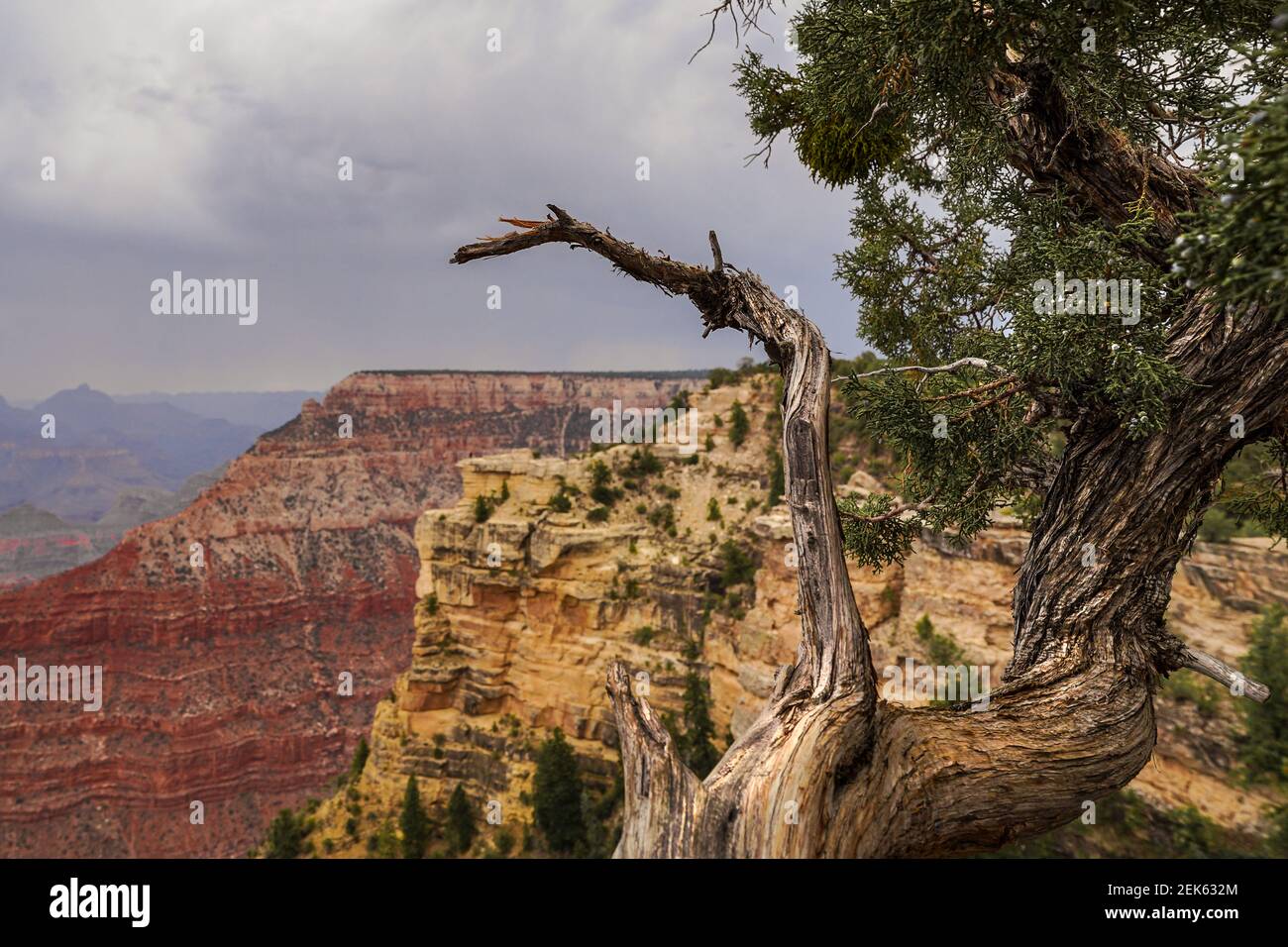 Gnarled tree looking over the rim of Grand Canyon on a hazy day Stock Photo