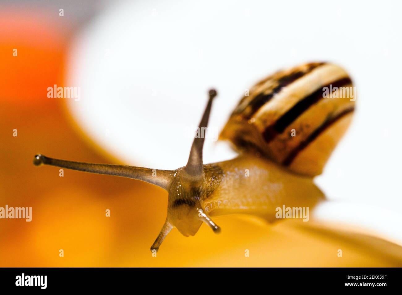 Garden snail (Cornu aspersum) Stock Photo