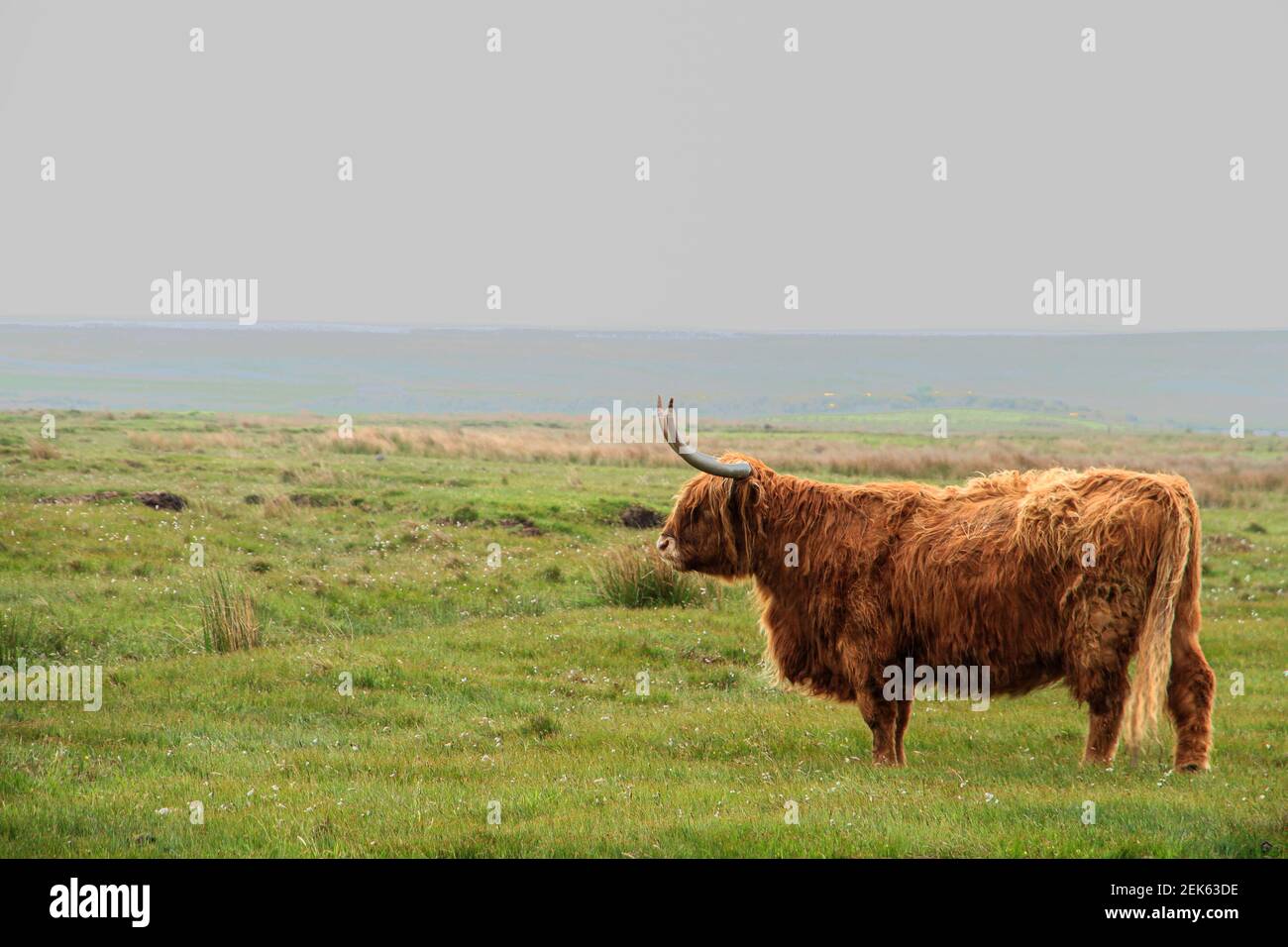 Highland cattle alone in a field on a hazy, rainy day Stock Photo