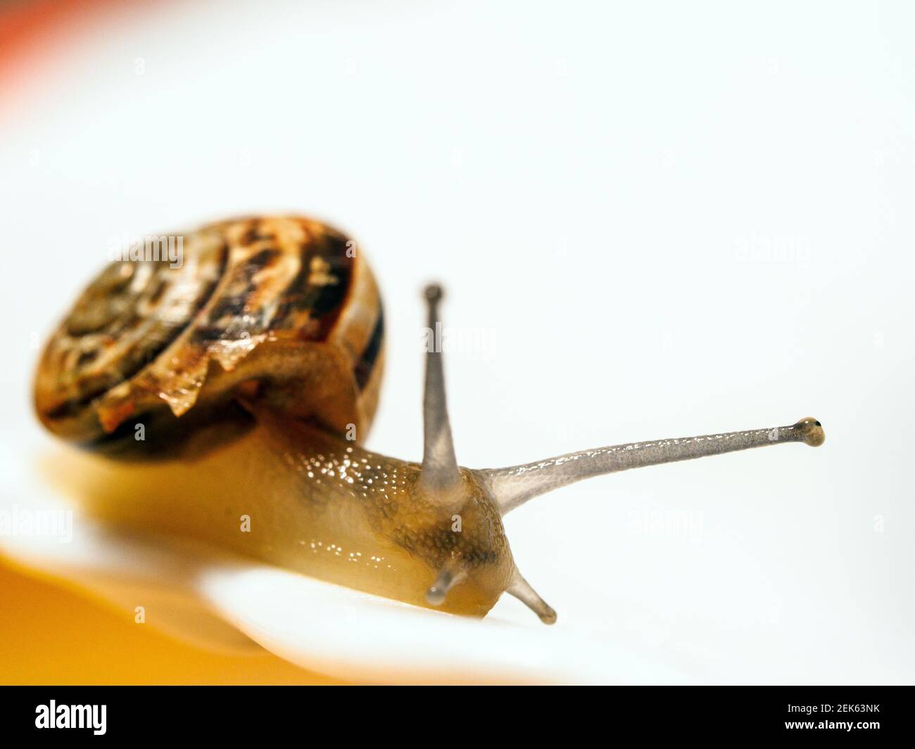 Garden snail (Cornu aspersum) Stock Photo